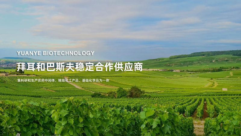 CDMO代工流程解析：关键环节与注意事项